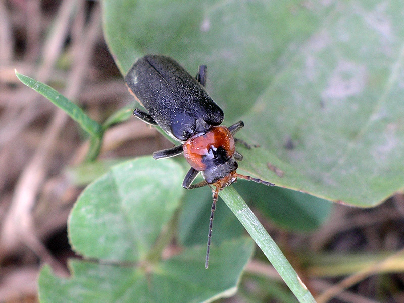 Coleottero da determinare: Cantharis fusca